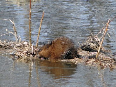 Muskrat (Ondatra zibethicus)