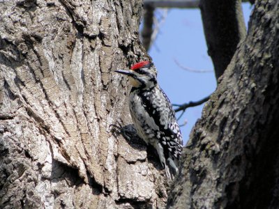 Yellow-bellied Sapsucker (female)