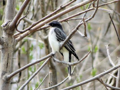 Eastern Kingbird