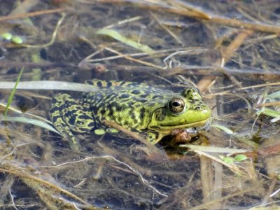 Mink Frog (Rana septentrionalis)