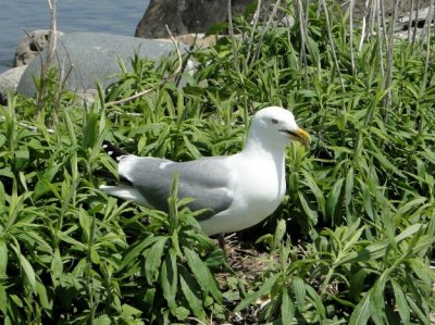 Herring Gull on nest