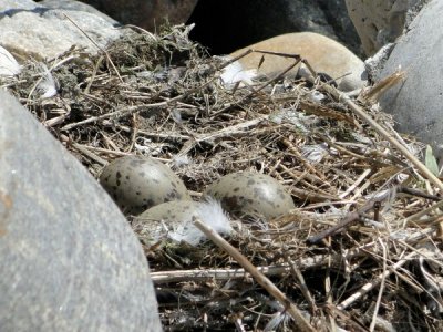 Herring Gull eggs