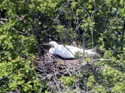 Great Egret nest