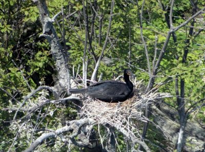 Double-crested Cormorant nest