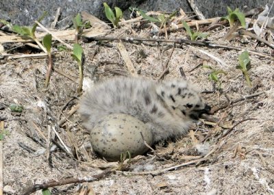 Herring Gull chick with egg