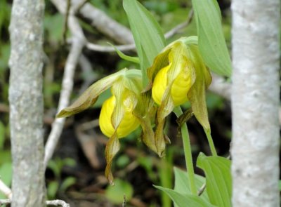 Yellow lady's slipper (Cypripedium calceolus)