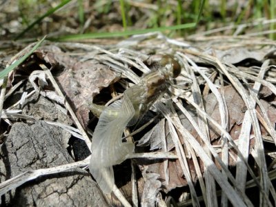 A dragonfly emerges