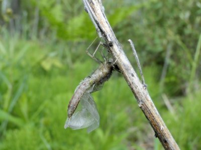 A dragonfly emerges