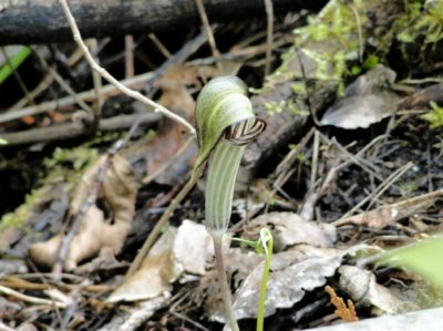 Jack-in-the-pulpit (Arisaema triphyllum)