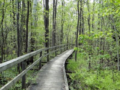Boardwalk at the entrance of the Tower Trail
