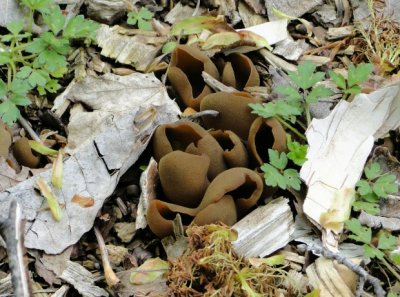 Sac Fungi
