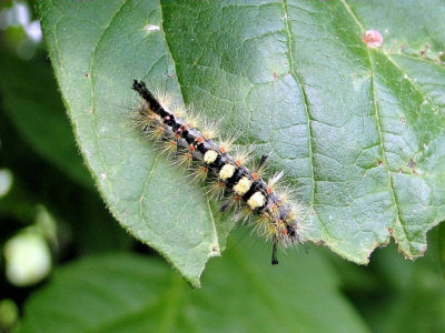 Rusty Tussock caterpillar (Orgyia antiqua)