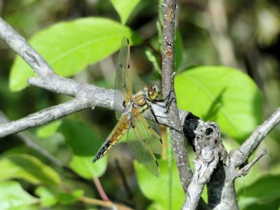 Four-spotted Skimmer (Libellula quadrimaculata)