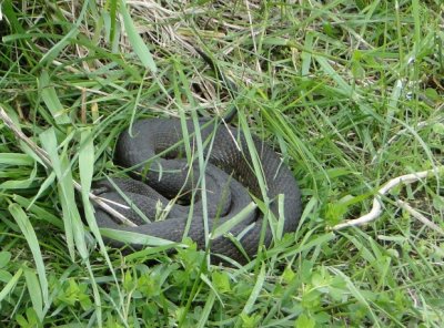 Northern water snake (Nerodia sipedon)