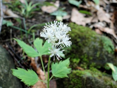 Woodland flower