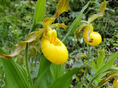 Yellow lady's slipper (Cypripedium calceolus)