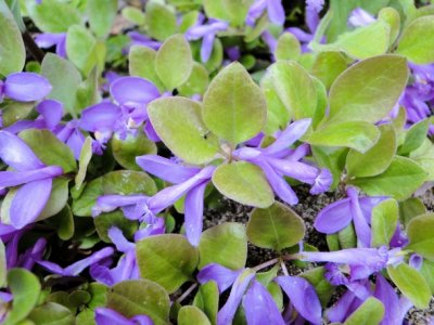 Gaywings (Polygala paucifolia)