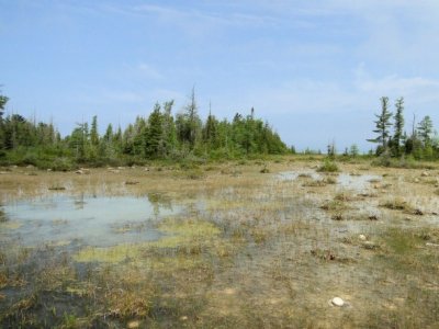 Pitcher Plant Marl