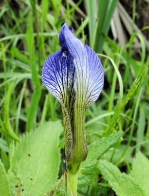 Blue Flag (Iris prismatica)