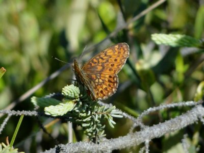 Bog Fritillary (Boloria eunomia)