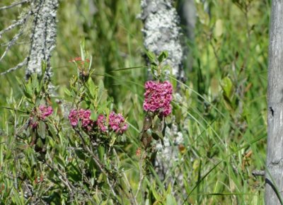 Wildflowers of the bog
