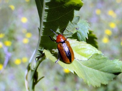 Clay-colored Leaf Beetle (Anomoea laticlavia)