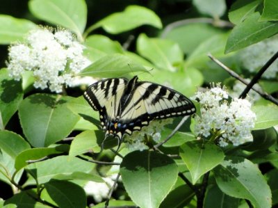 Canadian Tiger Swallowtail (Papilio canadensis)