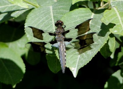 Common Whitetail (<i>Plathemis lydia</i>)