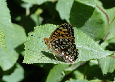 Atlantis Fritillary (Speyeria atlantis)