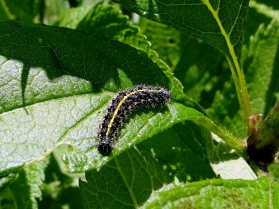 Confused Haploa (Haploa confusa) caterpillar