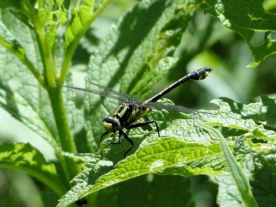 Midland Clubtail (Gomphus Fraternus)