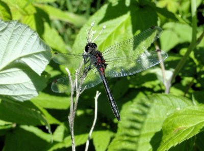 Crimson-ringed Whiteface (Leucorrhinia glacialis)