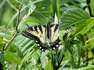 Canadian Tiger Swallowtail (Papilio canadensis)