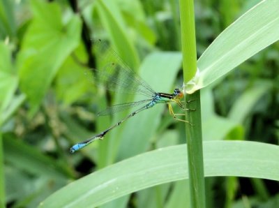 Rainbow Bluet (<i>Enallagma antennatum</i>)