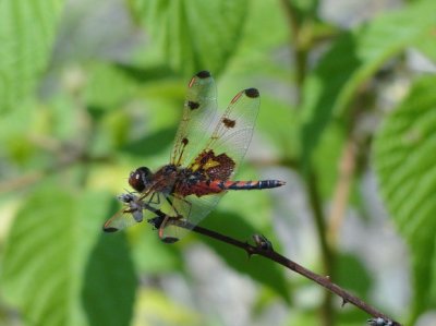 Calico Pennant (<i>Celithemis elisa</i>)