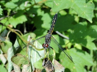 Blue Dasher (Pachydiplax longipennis)