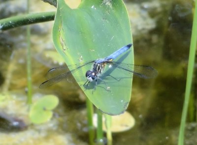 Blue Dasher (Pachydiplax longipennis)