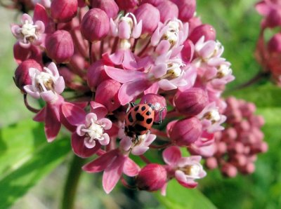 Spotted lady-beetle (Coleomagilla maculata)