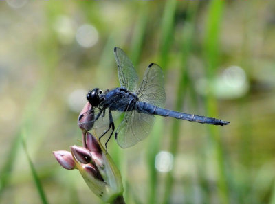 Slaty Skimmer (Libellula incesta)