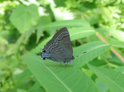 Hickory Hairstreak (Satyrium caryaevorum)
