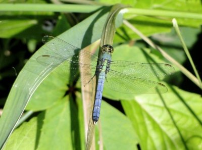 Eastern Pondhawk (Erythemis simplicicollis)