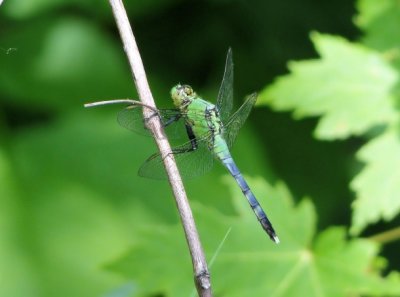 Eastern Pondhawk (Erythemis simplicicollis)