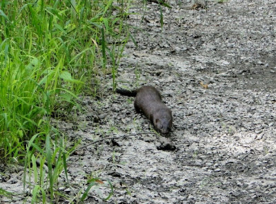 American Mink (Neovison vison)