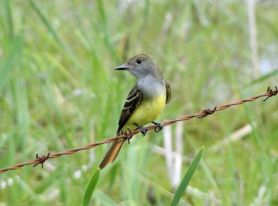 Great-crested Flycatcher