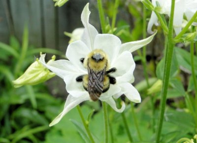 Bumble Bee on Columbine