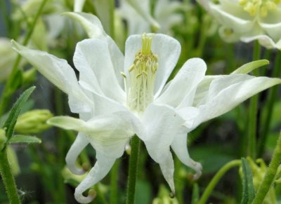 Columbine