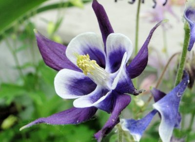 Columbine