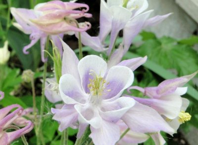 Columbine