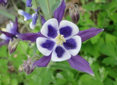 Columbine