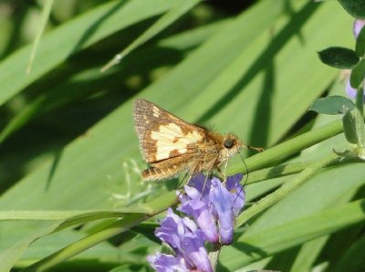 Peck's Skipper (Polites peckius)